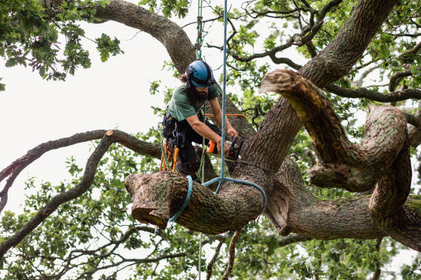 Fort Myers, FL Tree Services Company