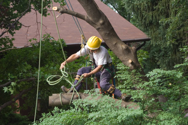 Best Tree Removal  in Fort Myers, FL