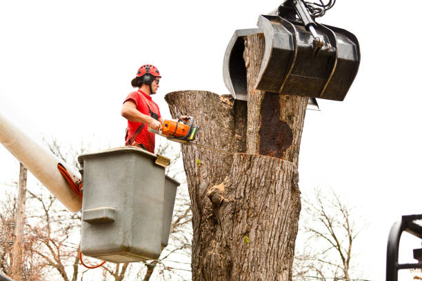 Best Emergency Tree Removal  in Fort Myers, FL